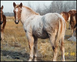 Pmu Horses